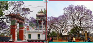 Kathmandu turns purplish with blossom of Jacaranda (Photo Feature)
