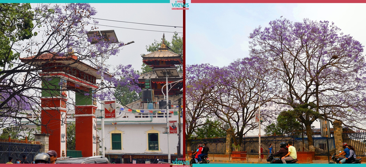 Kathmandu turns purplish with blossom of Jacaranda (Photo Feature)