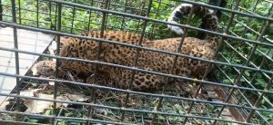 Cheetah spreading terror around TU area caught