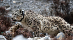 Shey Phoksundo National park records 90 snow leopards