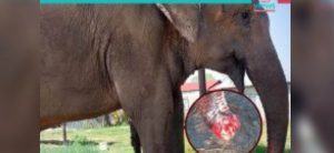Injured Chanchalkali takes fodder through its trunk after 50 days