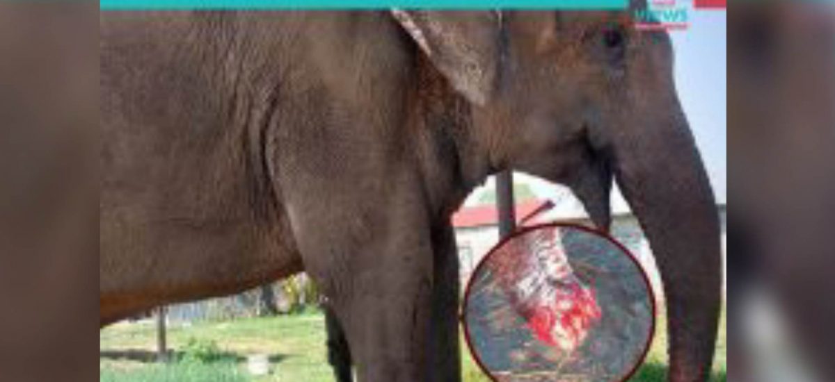 Injured Chanchalkali takes fodder through its trunk after 50 days