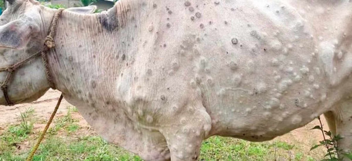 Lumpy skin disease spreads in 12 districts of Koshi Province killing over 1,100 cattle