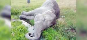 Elephant found dead in Jhapa