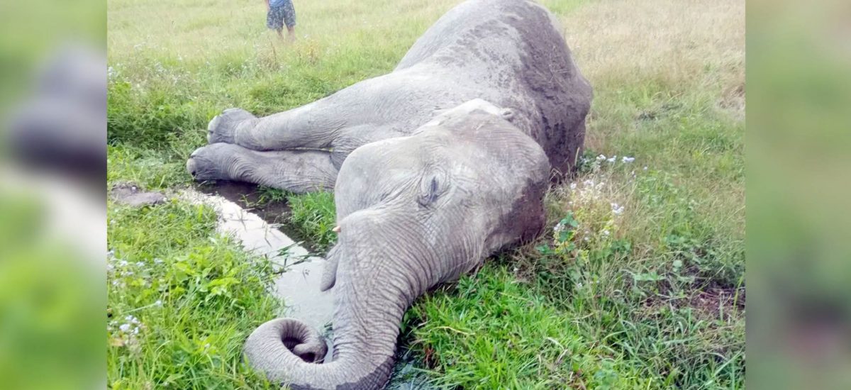 Elephant found dead in Jhapa