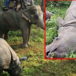 Tiger, rhino found dead in CNP