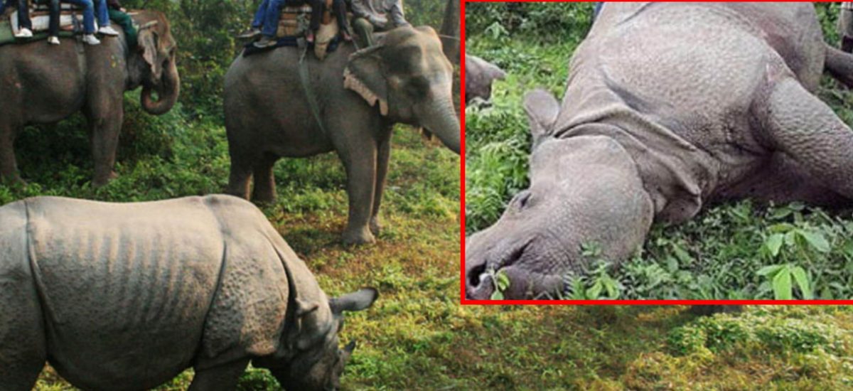 220 rhinos die in CNP in eight years