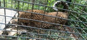 Traps placed to take control of leopards