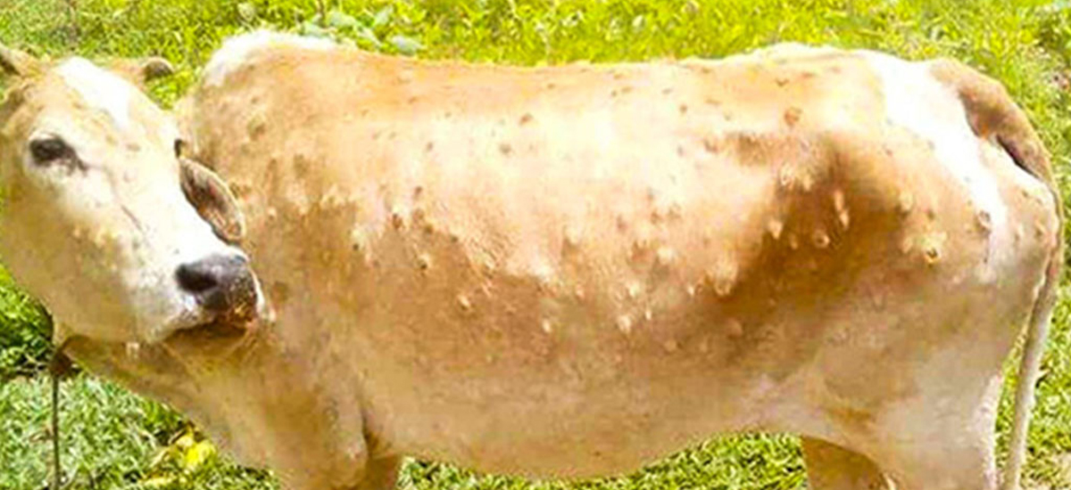 Lumpy skin outbreak affects paddy transplant