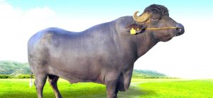 Murrah buffalo bulls gifted by India will arrive in two months