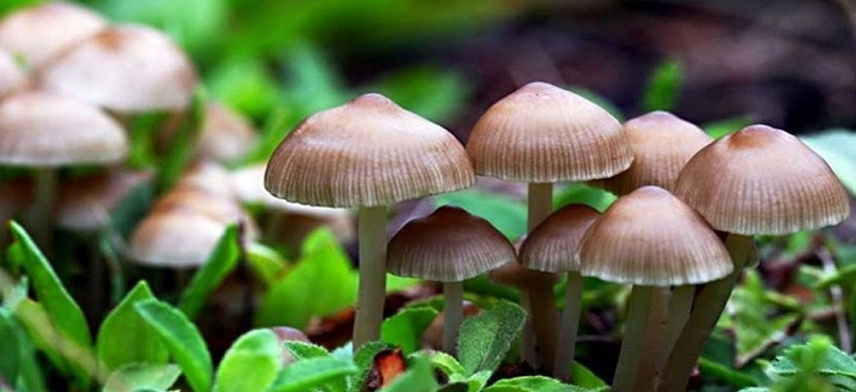 Wild mushroom consuming results in deaths of mother, her two sons