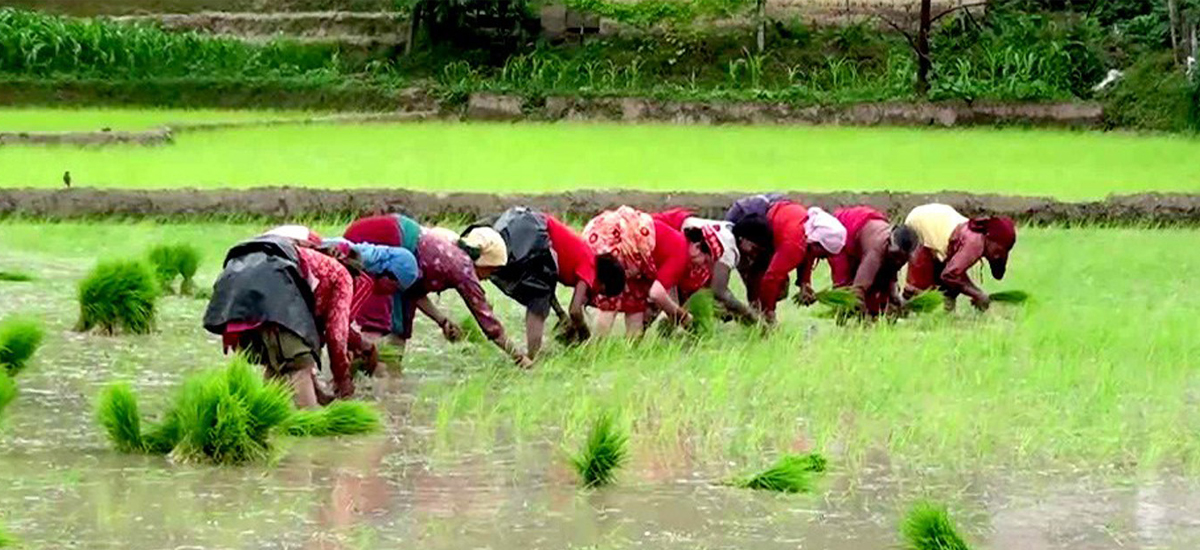 National Paddy Day being marked today