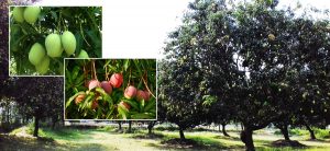 Odisha: Farmer grows world’s “most expensive” mango in his orchard