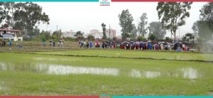 Flood causes huge loss in Nuwakot paddy farm