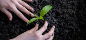NEA plants over 100,000 plant saplings across country