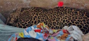 Leopard locked up in coop rescued from Kritipur