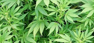 German ‘cannabis clubs’ on high as legalization looms