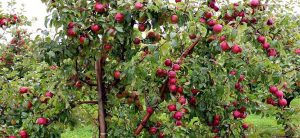 Apple production declines in Dhorpatan area