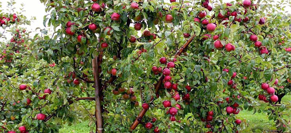 Apple production declines in Dhorpatan area