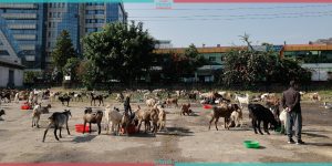 FMTC starts selling goats (Photo Feature)