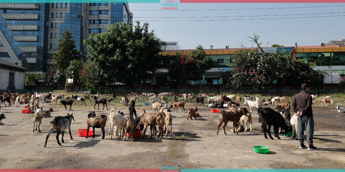 FMTC starts selling goats (Photo Feature)