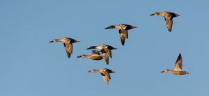 Migratory birds in Nepal to escape winter