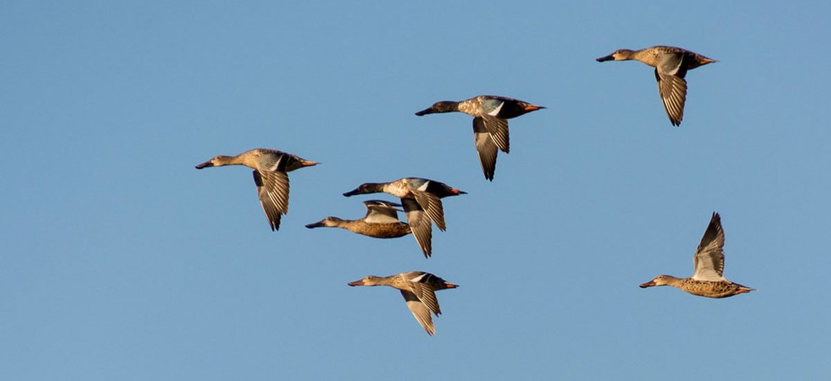Migratory birds start flocking to Chitwan