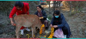 Cow Tihar (Photo Feature)