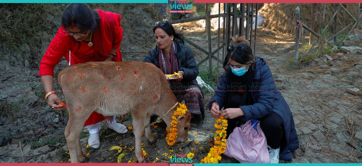 Cow Tihar (Photo Feature)