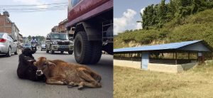 KMC’s initiation: Abandoned cattle from street to Kanji House