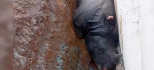 Poachers kill two rhinos in CNP
