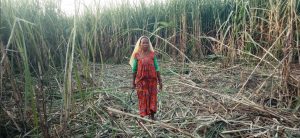 Sugarcane farmers in Kanchanpur deprived of Rs. 320 million subsidies