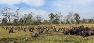 124 vultures recorded in Chaukune