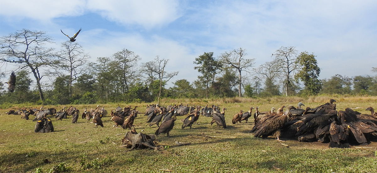 124 vultures recorded in Chaukune