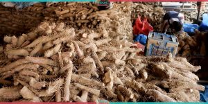 Increase in import of Yam in Kalimati vegetable market (Photo feature)