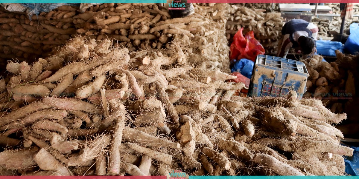 Increase in import of Yam in Kalimati vegetable market (Photo feature)
