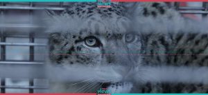 A.C. installed room for Snow Leopard in Central Zoo (Photo Feature)