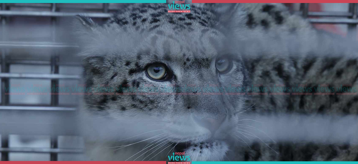 A.C. installed room for Snow Leopard in Central Zoo (Photo Feature)