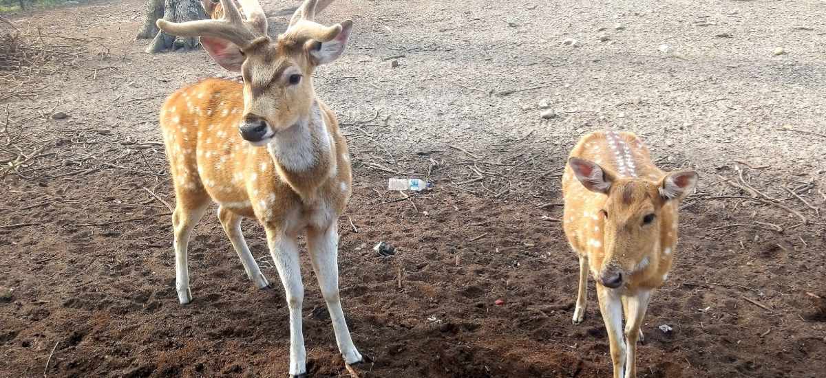Wild animals translocated to sanctuary