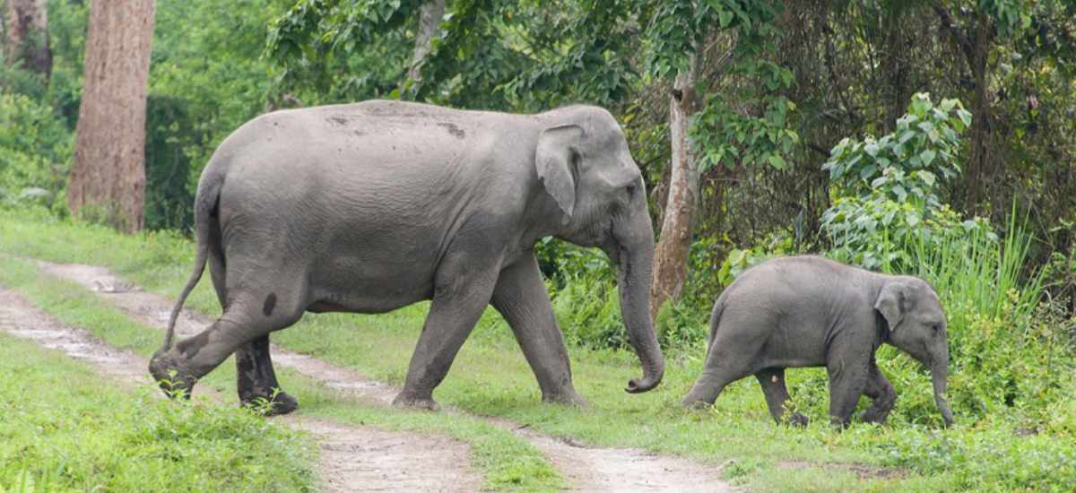 Population of native elephants doubles in Jhapa
