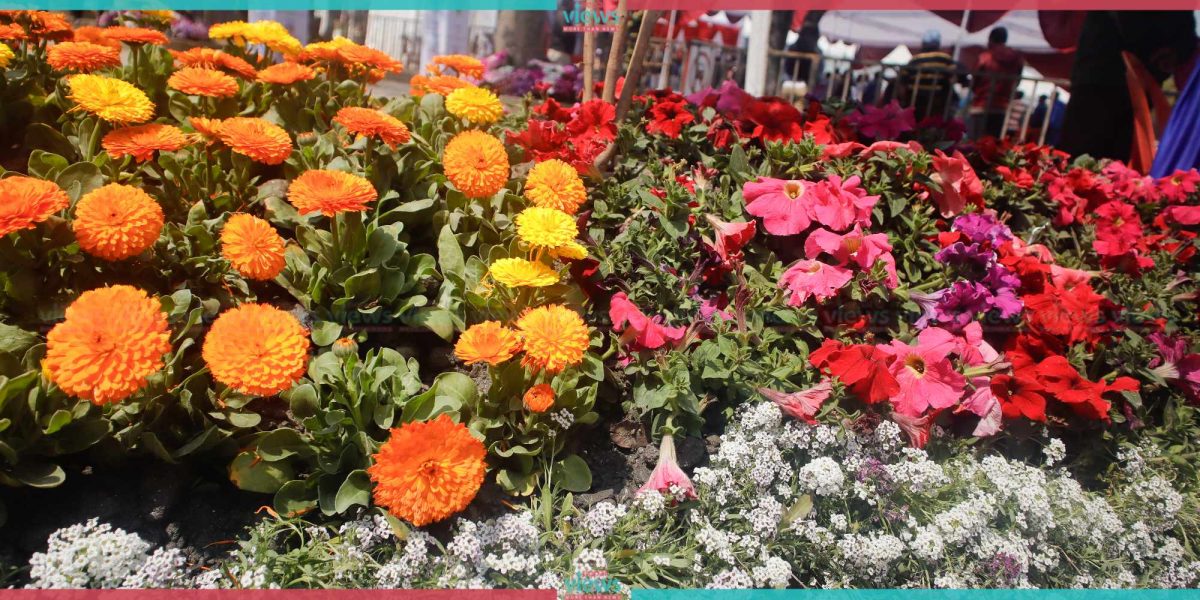 25th Flora Expo exhibition at Bhrikutimandap (Photo Feature)