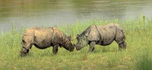 Relocation of Rhinos in Chitwan National Park starts today