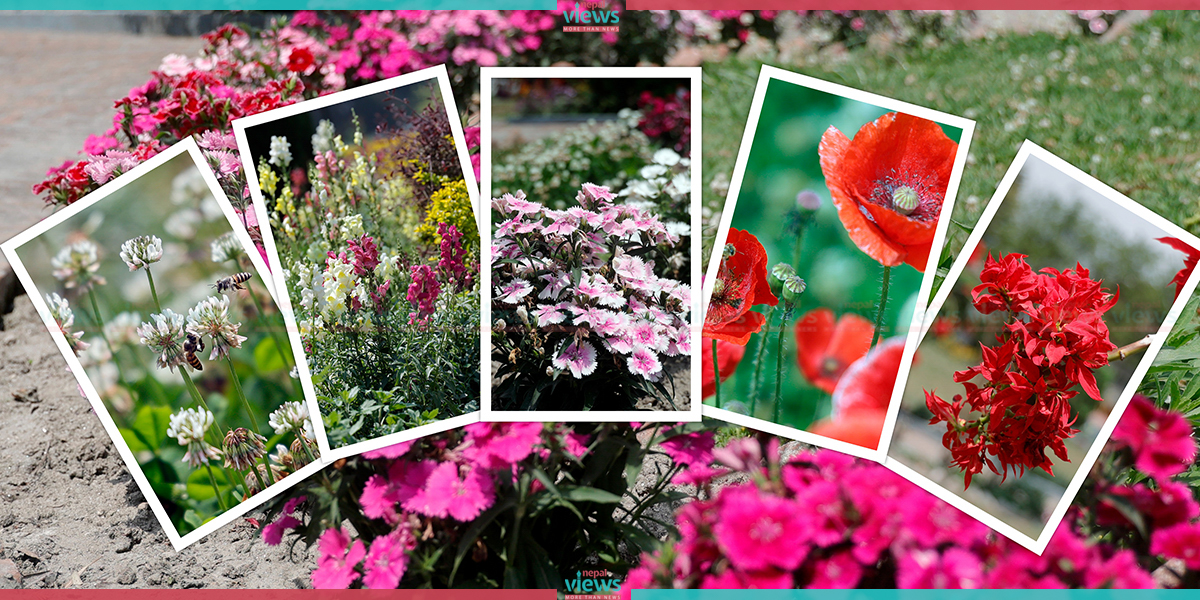 Smiling Spring in Garden (Photo Feature)