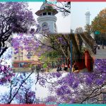 Blossom of Jacaranda turns Kathmandu purplish (Photo Feature)