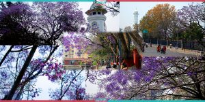 Blossom of Jacaranda turns Kathmandu purplish (Photo Feature)