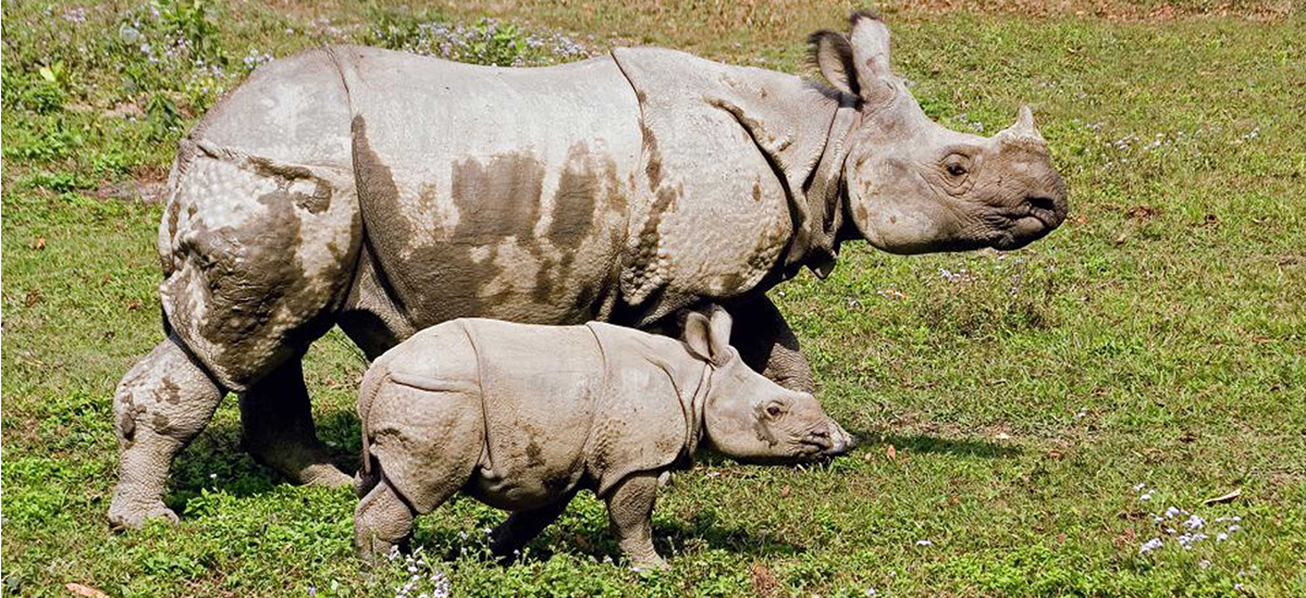 20 rhinos found dead in eight months