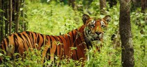 Man killed in tiger attack