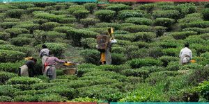 Nepal’s first Tea Garden (Photo Feature)