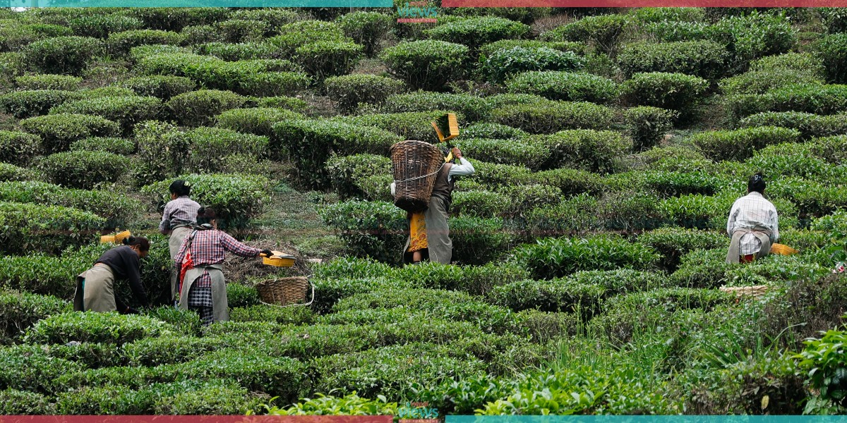 Nepal’s first Tea Garden (Photo Feature)