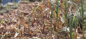 Drought drying up corn in Jhapa